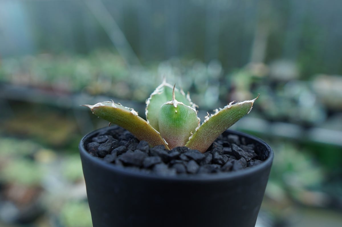 アガベ チタノタ 鬼爪雪峰 Agave titanota “Onitsume Yukimin...