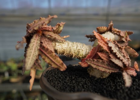 ユーフォルビア　フランコイシー　Euphorbia  francoisii
