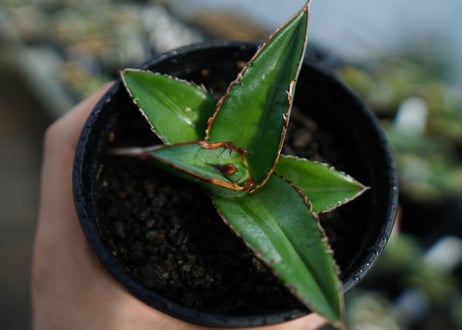 アガベ　オテロイ　agave oteroi　No.2