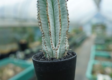 ユーフォルビア　ホリダ　スノーフレーク　Euphorbia horrida "Snowflake"