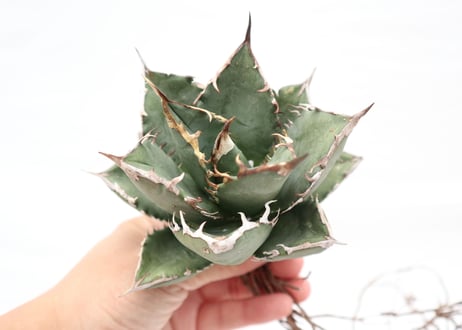 Agave titanota FO-76 compacta dwarf  no.6