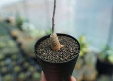 アデニア　イサロエンシス　Adenia isaloensis