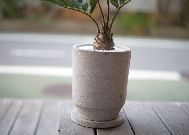 ザミア プミラ Zamia pumila | mana's farm:塊根植物・アガベ・ドライ