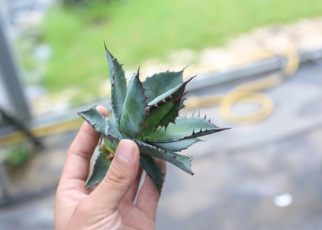 Agave horrida x parrasana
