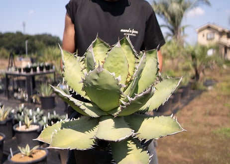 Agave Fo-76 特選特大株のカキコ株