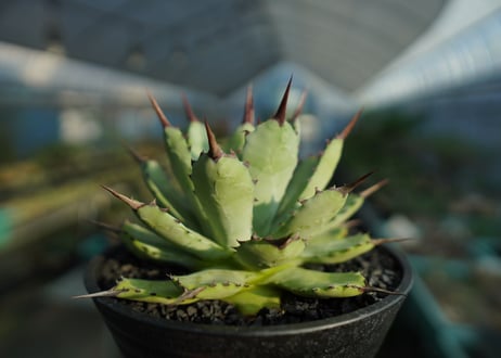 アガベ　マクロアカンサ×ポタトラム　 Agave macroacantha×potatorum