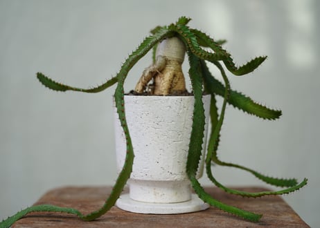 Euphorbia stellata