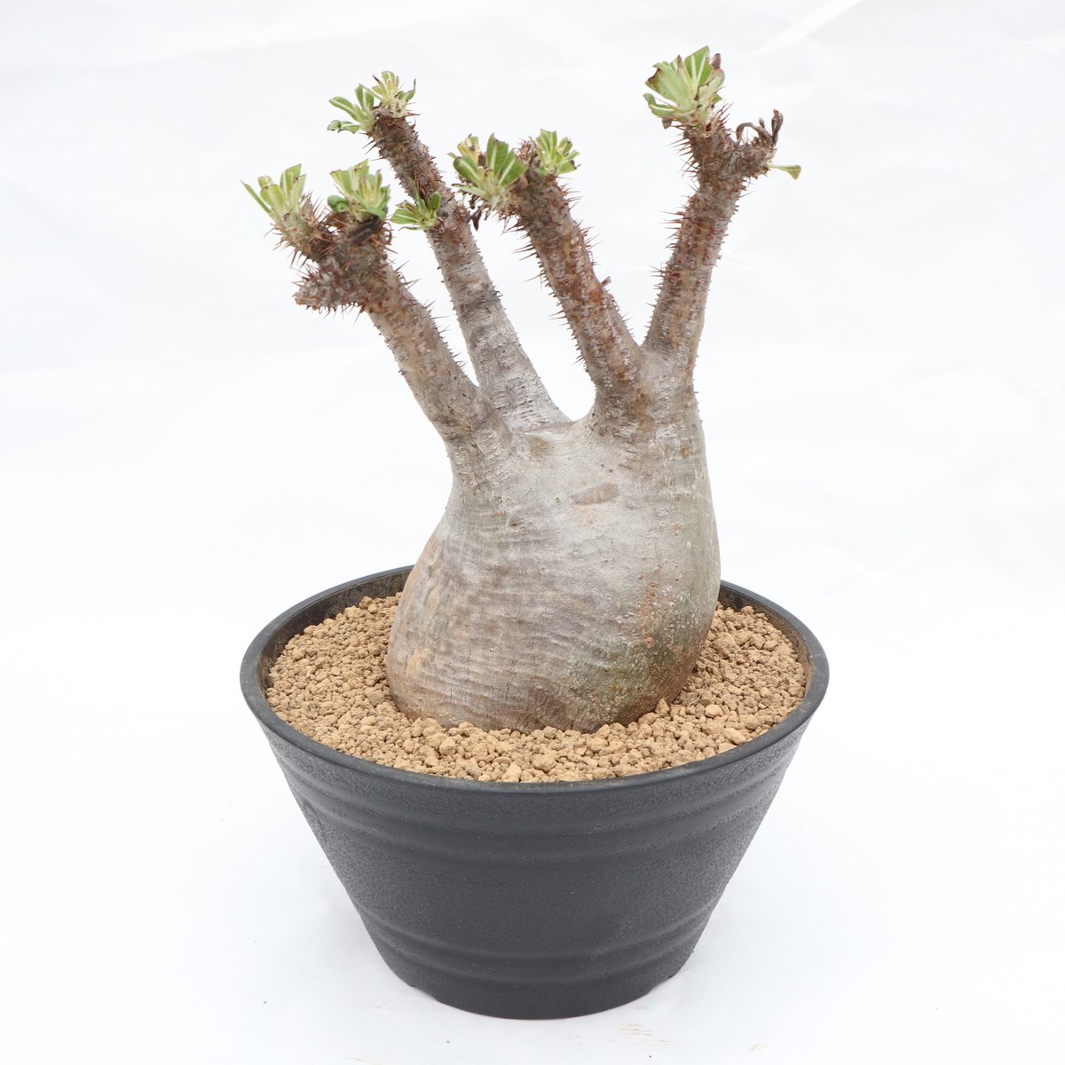 パキポディウム グラキリス 未発根 | mana's green:塊根植物販売 パキポディウム グラキリス 未発根 | mana's green:塊根植物販売
