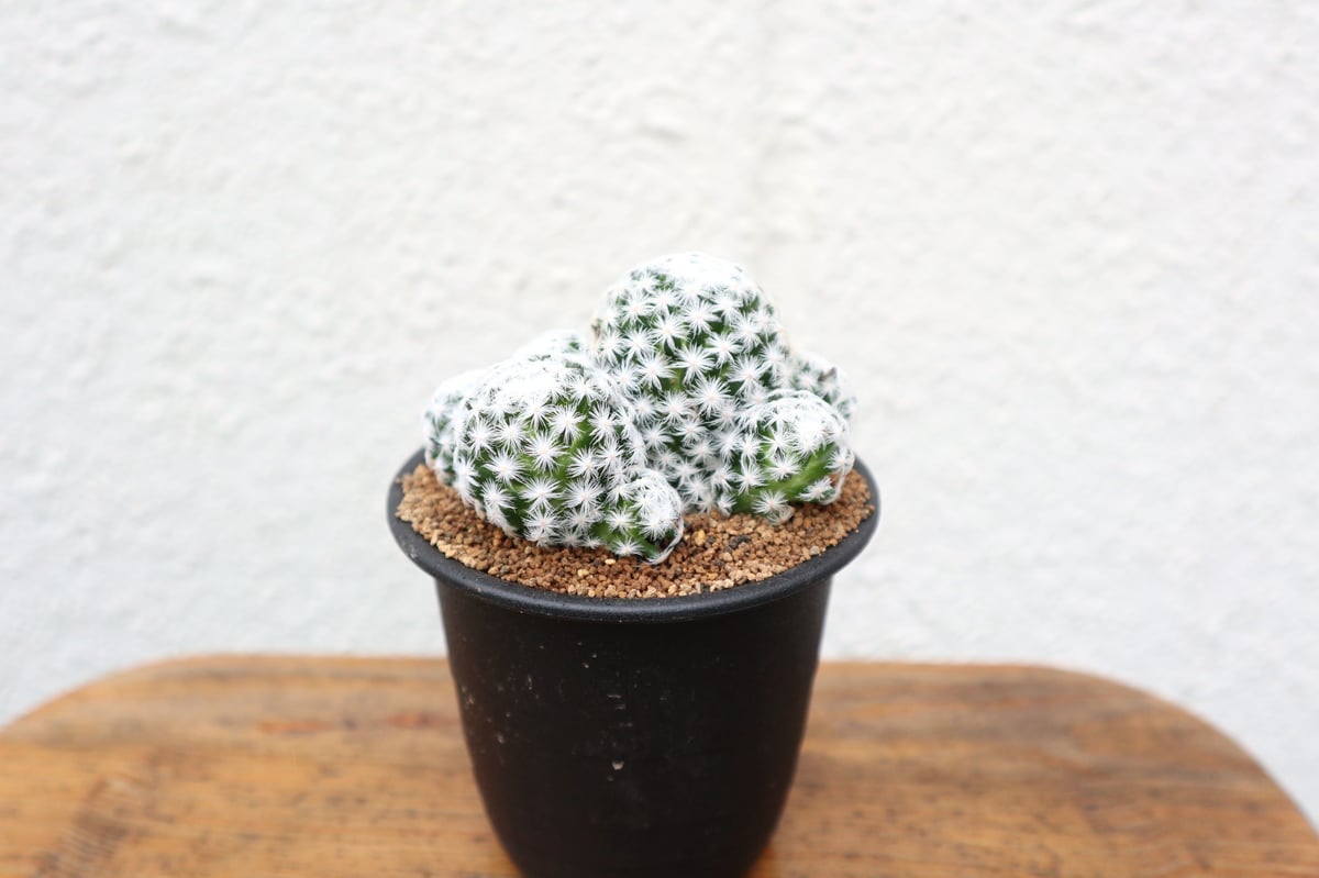 マミラリア 姫春星 | mana's farm:塊根植物・アガベ・ドライガーデン