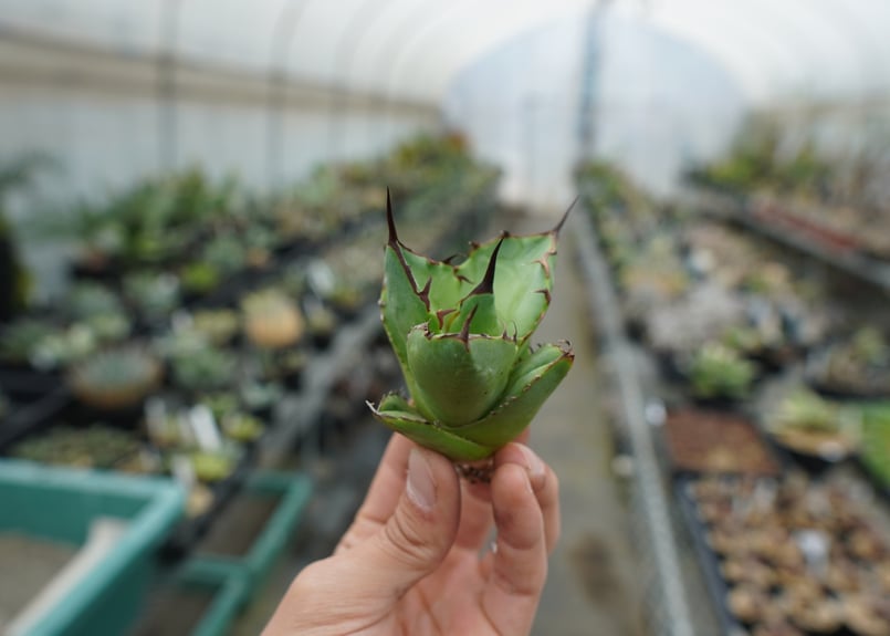 抜き苗】アガベ チタノタ FO-76 Agave titanota FO-76 | mana