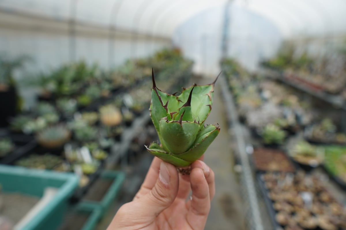 抜き苗】アガベ チタノタ FO-76 Agave titanota FO-76 | mana