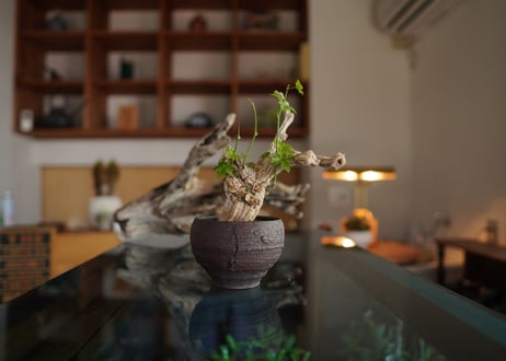 コラロカルプス　Corallocarpus
