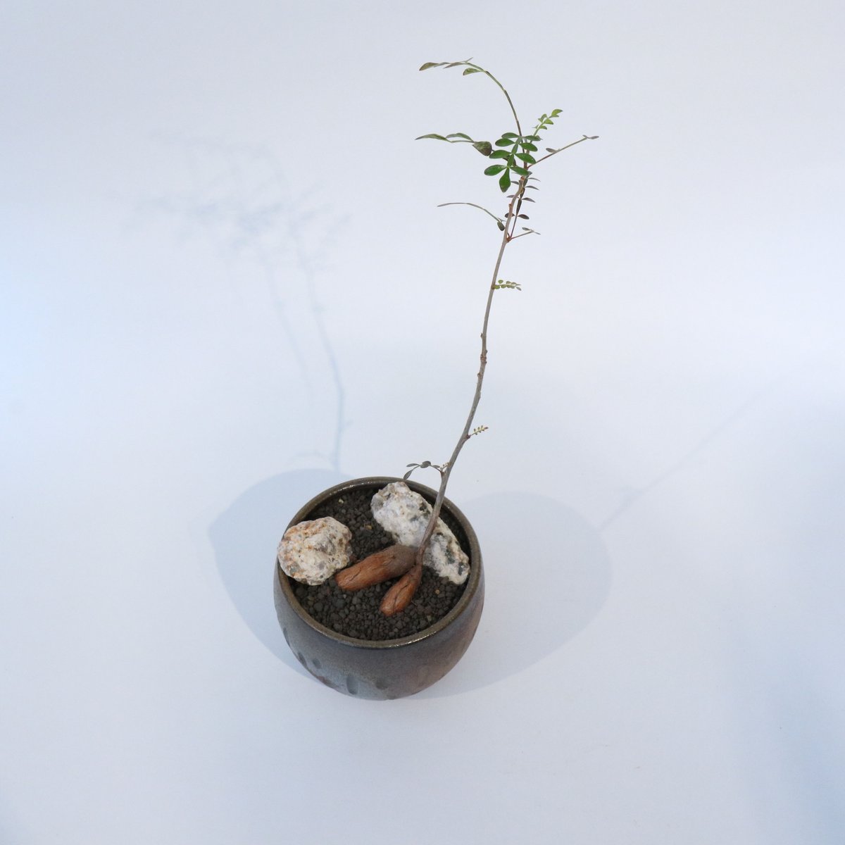 オペルクリカリア デカリー 根ざし | mana's farm:塊根植物・アガベ