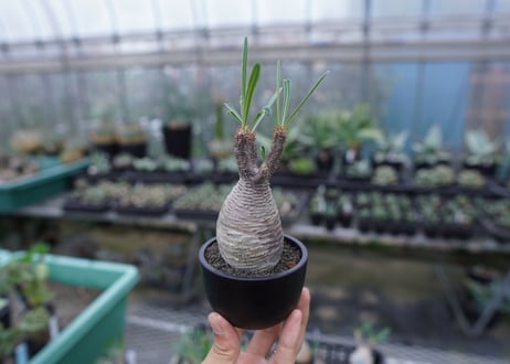 【発根管理中】パキポディウム　グラキリス　 Pachypodium Gracilius  No.5