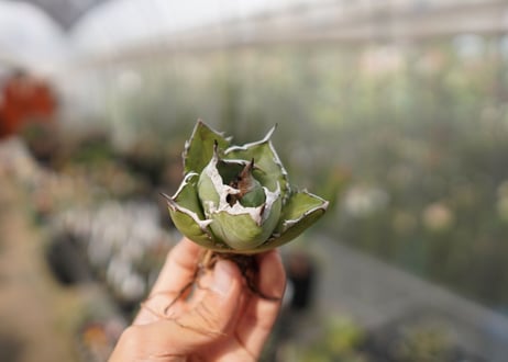 Agave Black fire E NO.2