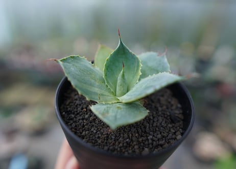 アガベ　ポタトラム　トレードウィンズ　Agave potatorum Tradewinds　No.1