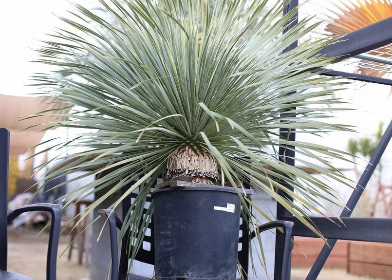 ユッカ ロストラータ (ま) ユッカ ロストラータ | mana's farm:塊根植物・アガベ・ドライガーデン