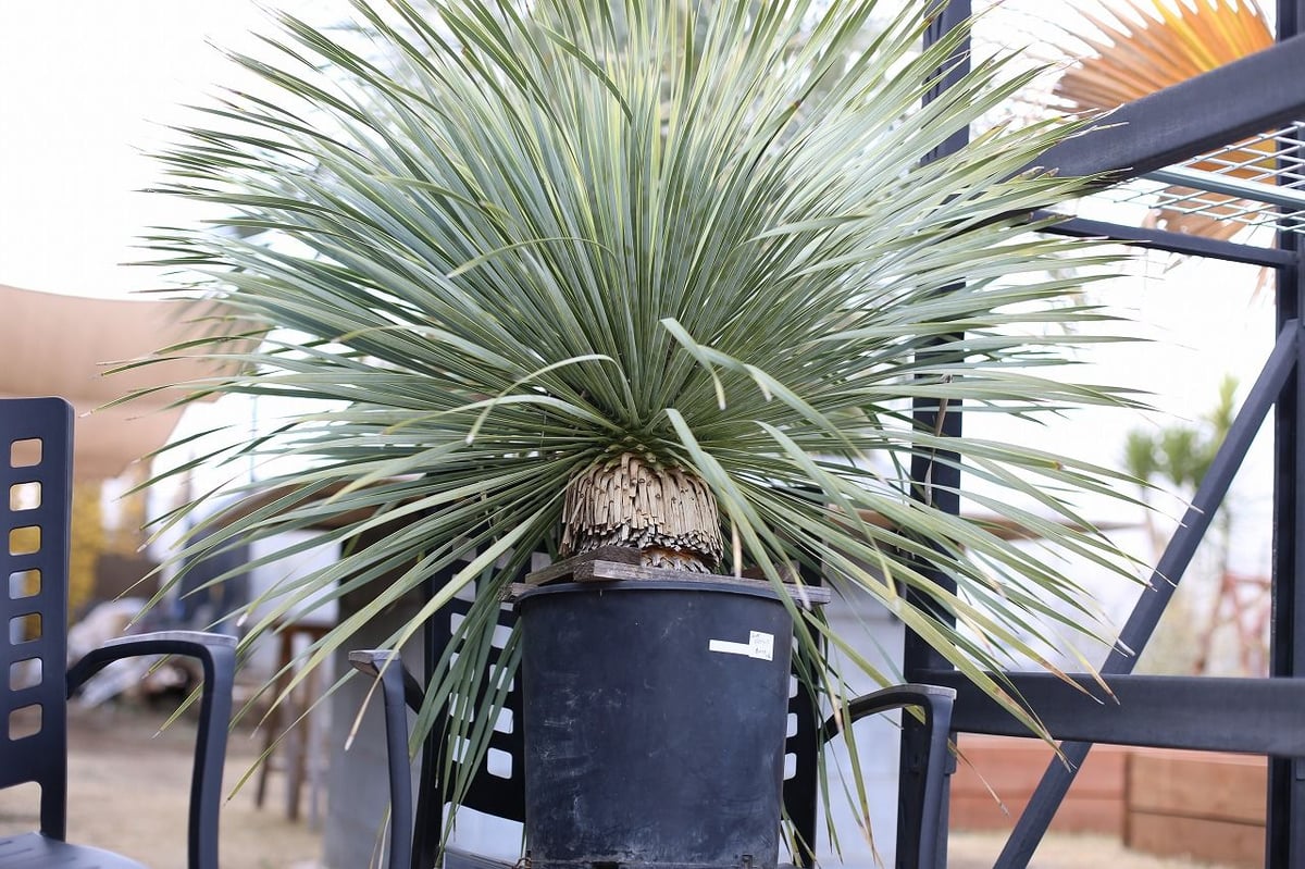 ユッカ ロストラータ | mana's farm:塊根植物・アガベ・ドライガーデン