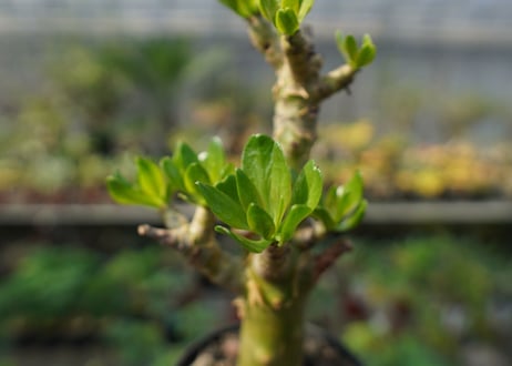 チレコドン　パニキュラータス　Tylecodon paniculatus