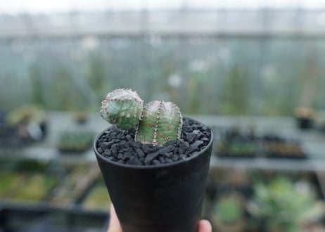 ユーフォルビア　オベサブロー　Euphorbia ObesaBlow  No.2