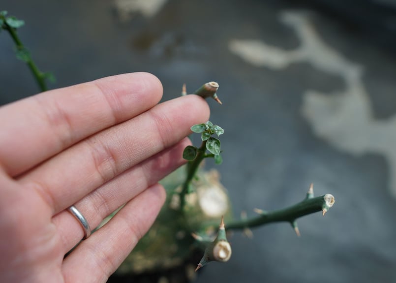 アデニア グロボーサ Adenia globosa | mana's farm:塊根植物・アガ