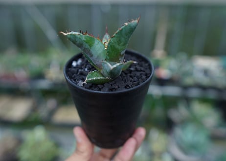 アガベ　チタノタ　 ブラックアンドブルー 　Agave titanota black and blue　No.3