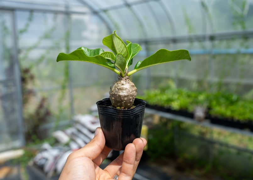 パキポディウム ウィンゾリー 沖縄実生 | mana's farm:塊根植物