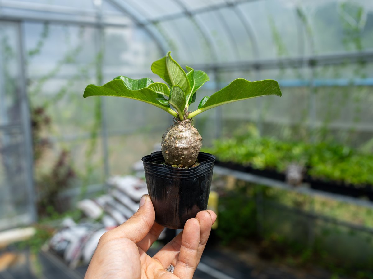 超新鮮　パキポディウム　ウィンゾリー　種子　7月下旬採種　10粒　塊根植物 パキポディウム ウィンゾリー 沖縄実生 | mana's farm:塊根植物