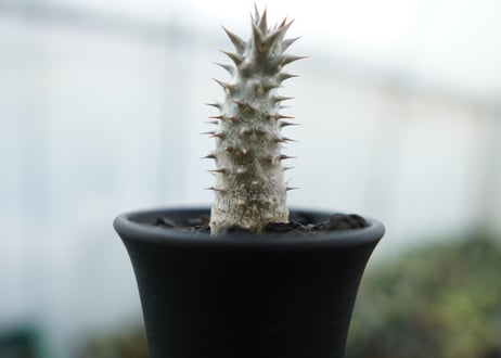 パキポディウム　伊藤ハイブリッド　Pachypodium 'Itoh Hybrid'  No.1