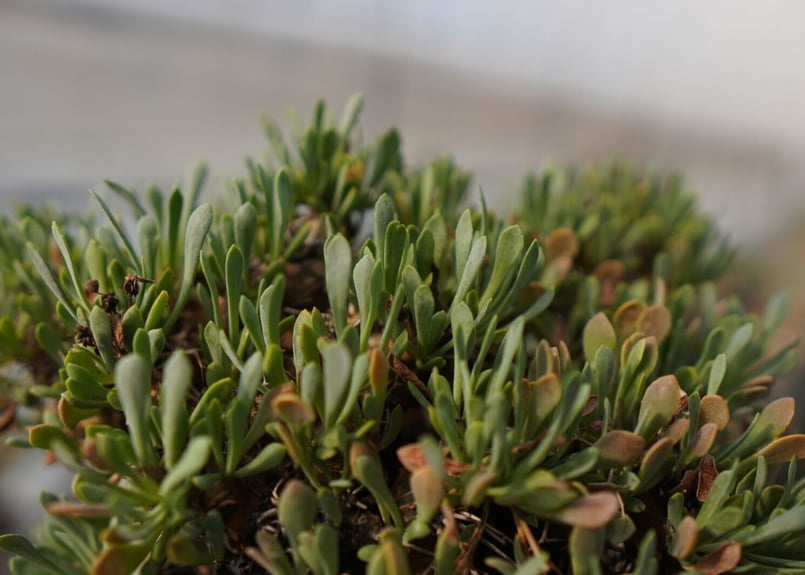 オトンナ・ユーフォルビオイデス Othonna euphorbioides No.12 | m