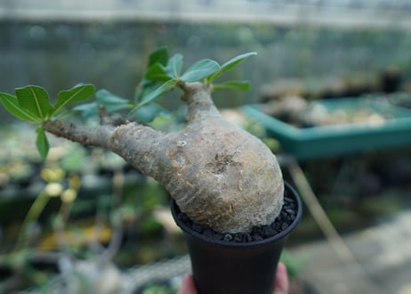 パキポディウム マカイエンセ　Pachypodium makayense　No.3