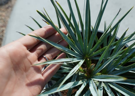 チャメロプス　セリフェラ 　Chamaerops humilis var. Cerifera
