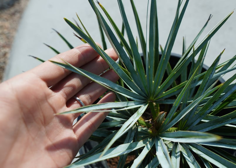チャメロプス・セリフェラ　no9 チャメロプス セリフェラ Chamaerops humilis var. Cerifera