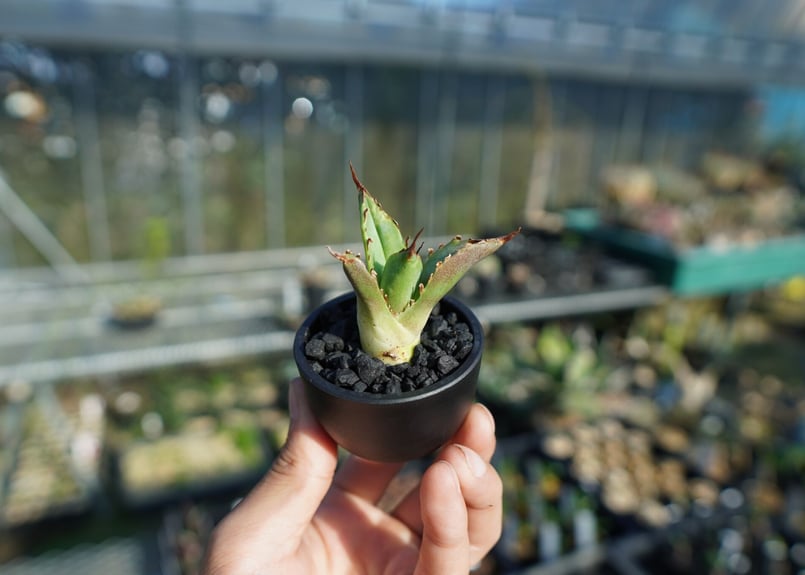 抜き苗】アガベ チタノタ 白鯨厳竜 Agave titanota White whale |