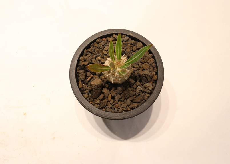 パキポディウム イノピナツム 実生 | mana's farm:塊根植物・アガベ
