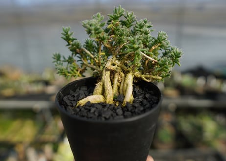 トリコディアデマ ステラツム　Trichodiadema stellatum