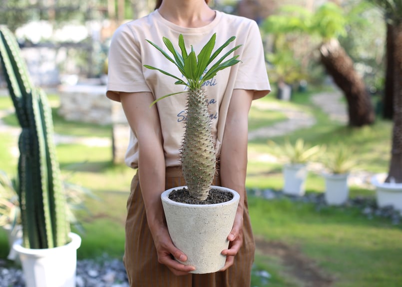 【大株】パキポディウムラモスム 国内実生 塊根植物 サボテン パキポディウム ラモスム | mana's farm:塊根植物・アガベ・ドライ