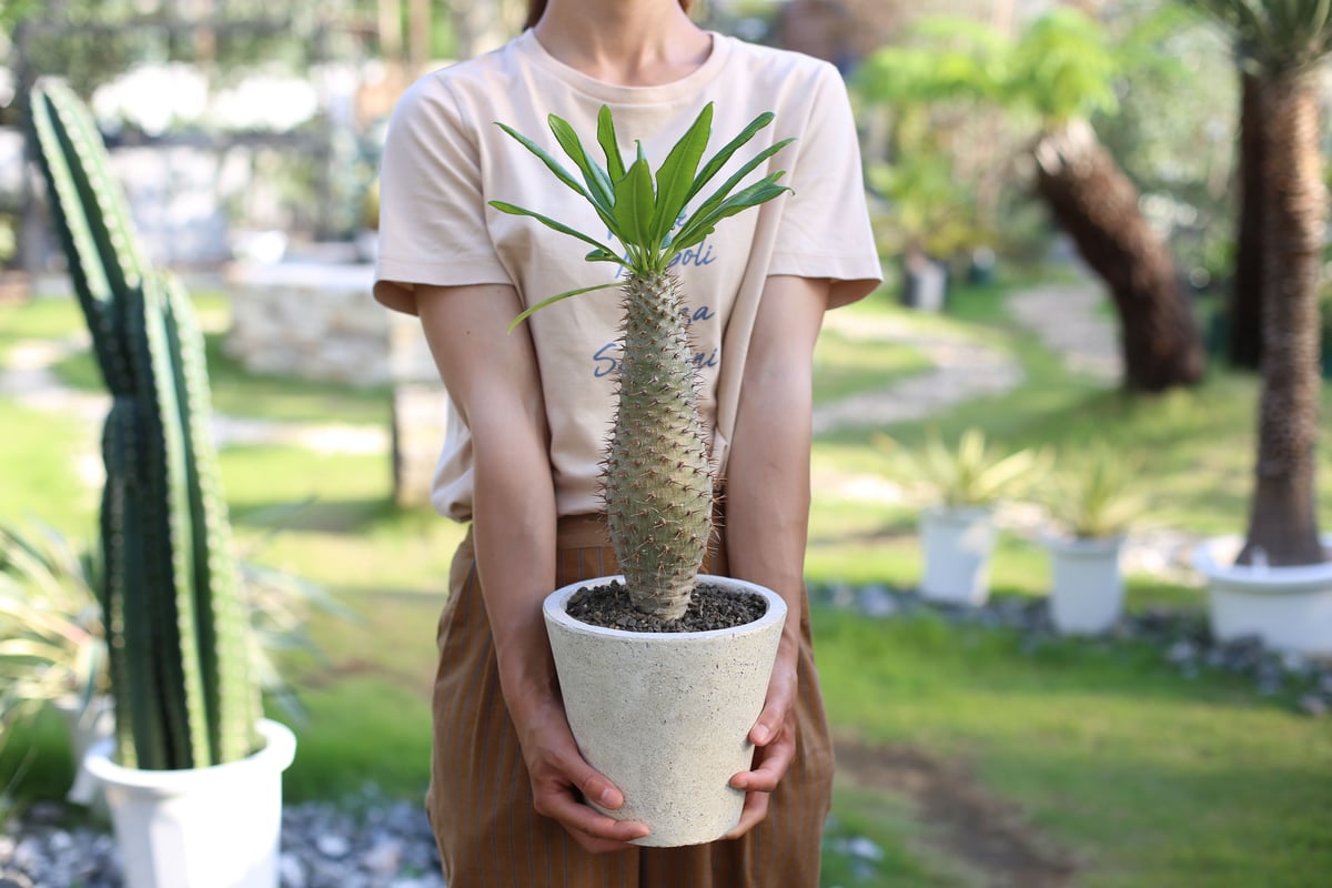 【大株】パキポディウムラモスム 国内実生 塊根植物 サボテン パキポディウム ラモスム | mana's farm:塊根植物・アガベ・ドライ