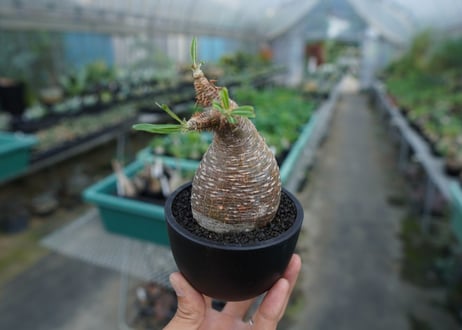 【発根管理中】パキポディウム　グラキリス　 Pachypodium Gracilius  No.5