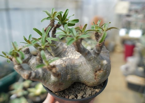 パキポディウム　グラキリス　 Pachypodium Gracilius　No.2