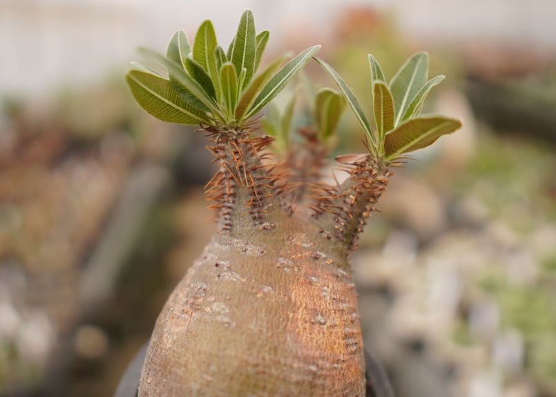 パキポディウム グラキリス B NO.6 | mana's farm:塊根植物・アガベ