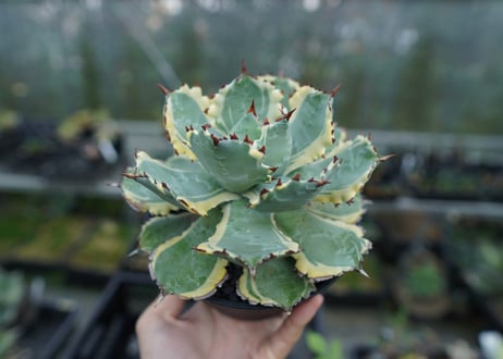 アガベ　兜蟹錦　連棘　Agave isthmensis “Kabutogani” variegata