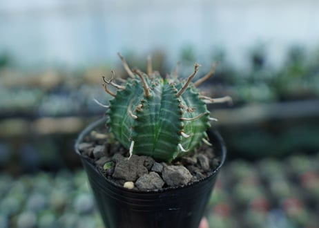 ユーフォルビア　バリダ　Euphorbia valida　No.3