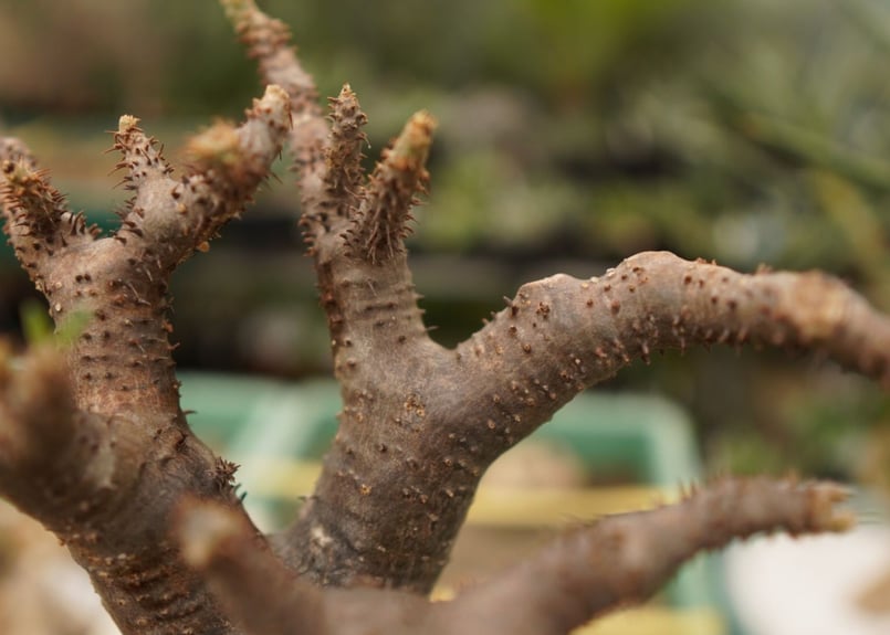 パキポディウム マカイエンセ | mana's farm:塊根植物・アガベ・ドライ