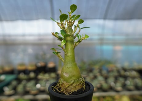 アデニウム　Adenium　No.19
