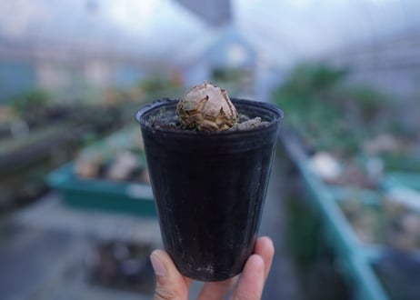 亀甲竜　Dioscorea elephantipes　No.8