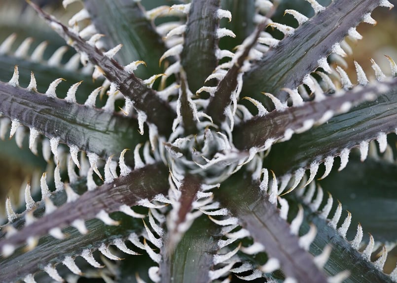 Dyckia tracking code FWF | mana's farm:塊根植物・アガベ