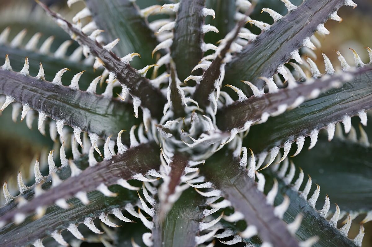 タグ付き ディッキア Dyckia tracking code GEE ⑴