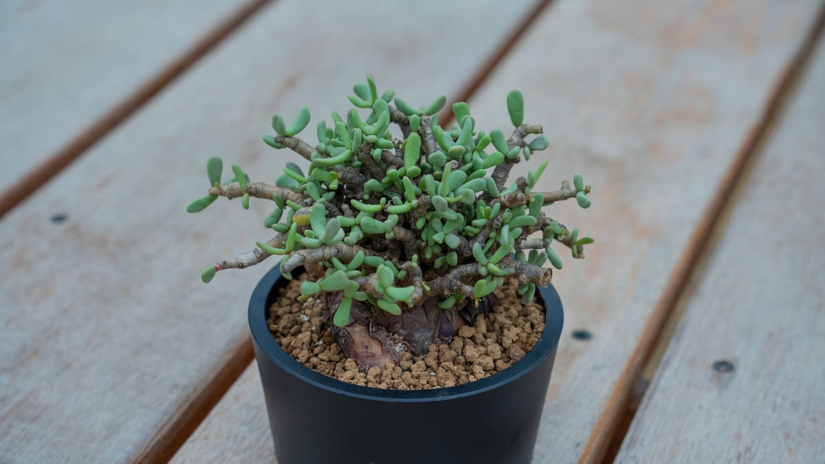 ケラリア ピグマエア | mana's green:塊根植物販売|マナズグリーン ケラリア ピグマエア | mana's green:塊根植物販売|マナズグリーン