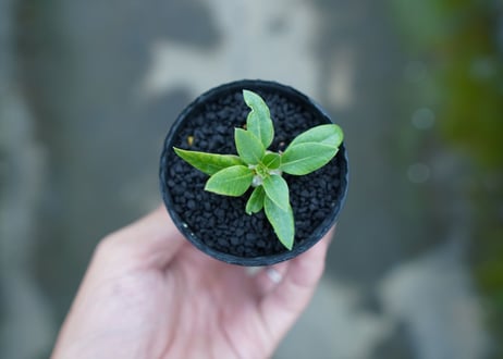 パキポディウム　恵比寿笑い　Pachypodium brevicaule　No.4